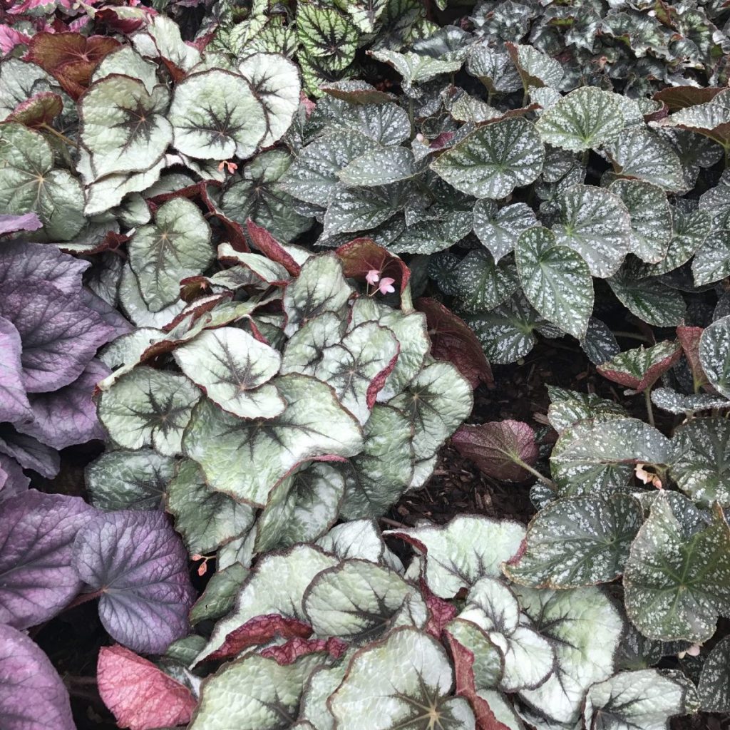 Cây Lọc Khí Thu Hải Đường (Begonia) - Thiên Khôi Garden