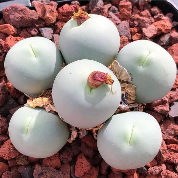 Conophytum Calculus