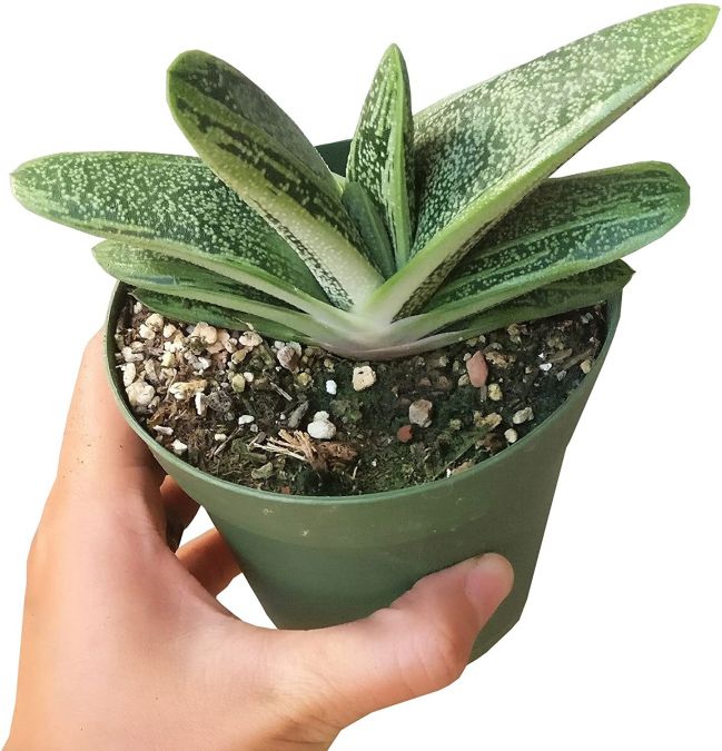 Gasteria