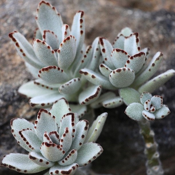 Panda plant