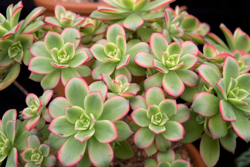 Sen Đá Trồng Dưới Ánh Sáng Gián Tiếp kiwi aeonium