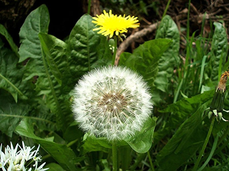 Lợi ích sức khỏe mới nổi của bồ công anh (Dandelion) - Thiên Khôi Garden